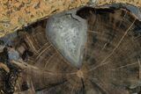 Petrified Wood (Schinoxylon) Round - Blue Forest, Wyoming #162923-1